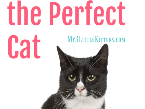 These 5 Steps to Choosing the Perfect Cat will help you may the right decision for a kitty cat!