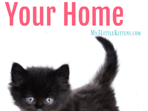 This Guide to Cat Proofing Your Home will have you cat proofing room to room in no time at all!