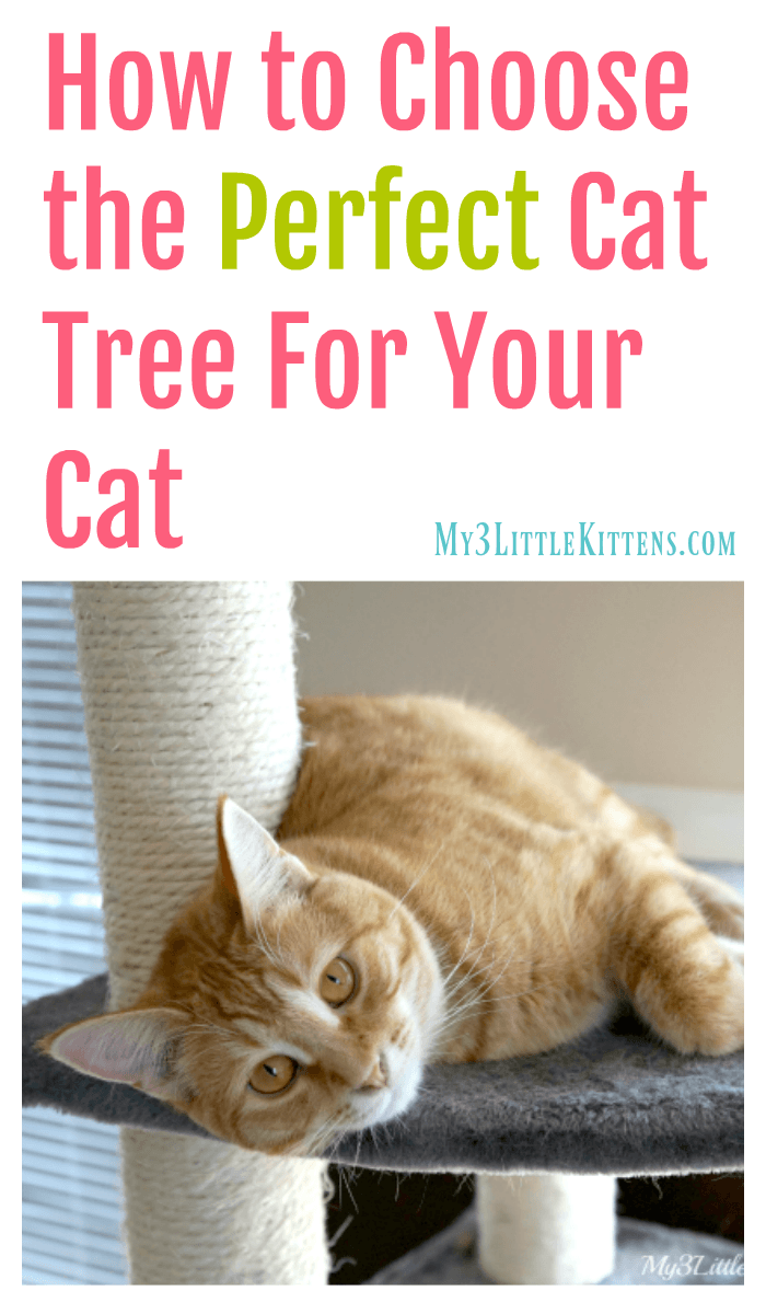 How to Choose the Perfect Cat Tree For Your Cat. Great tips that your kitty will appreciate!