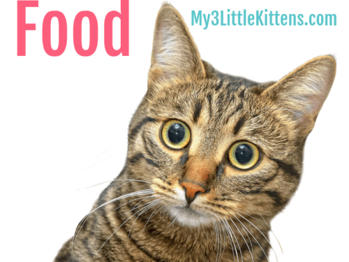 5 Tips to Save on Cat Food - Kitty Approved