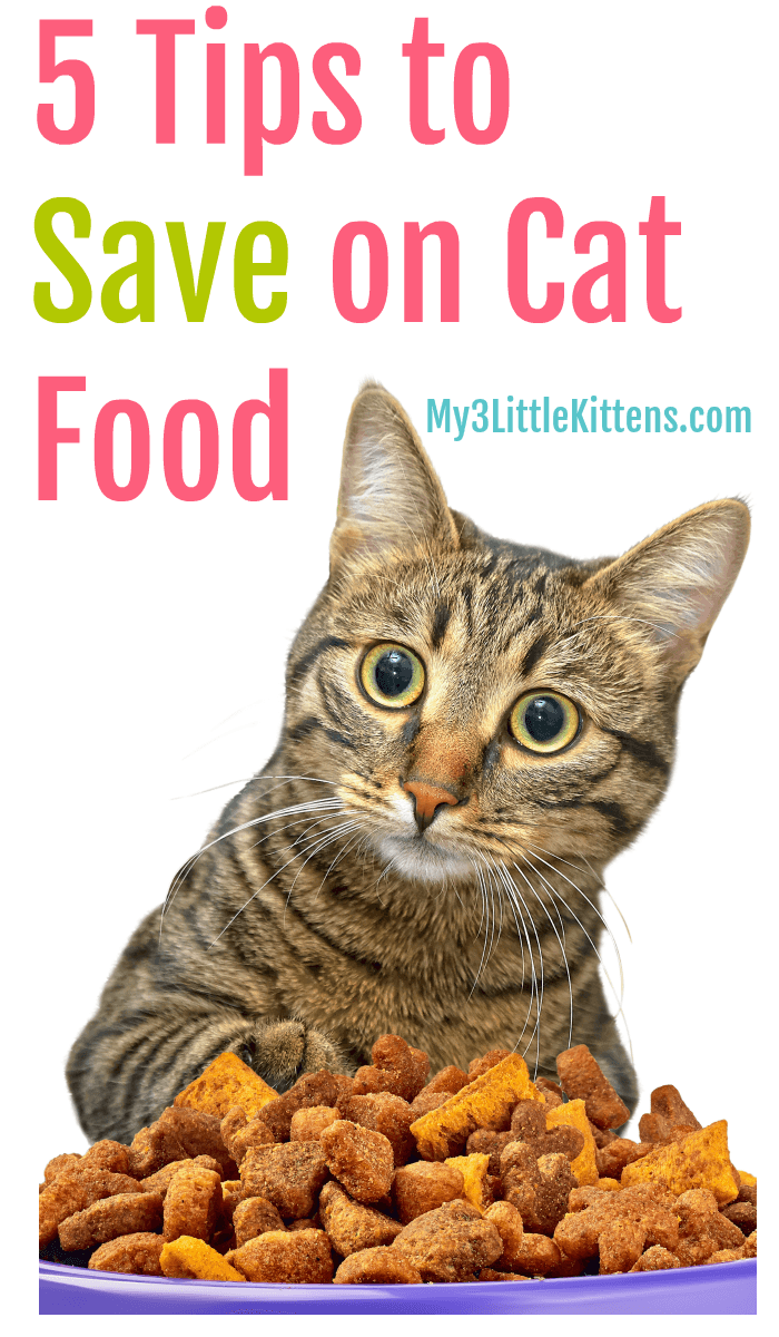 5 Tips to Save on Cat Food - Kitty Approved