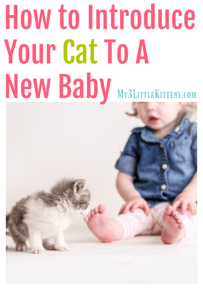 These Tips on How to Introduce Your Cat to a New Baby keeps your newborn safe and kitty secure.