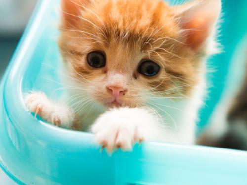 Ultimate guide to different cat litter options! The litter box will never be the same!