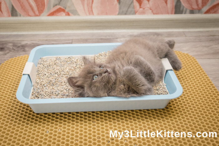 Ultimate guide to different cat litter options! The litter box will never be the same!