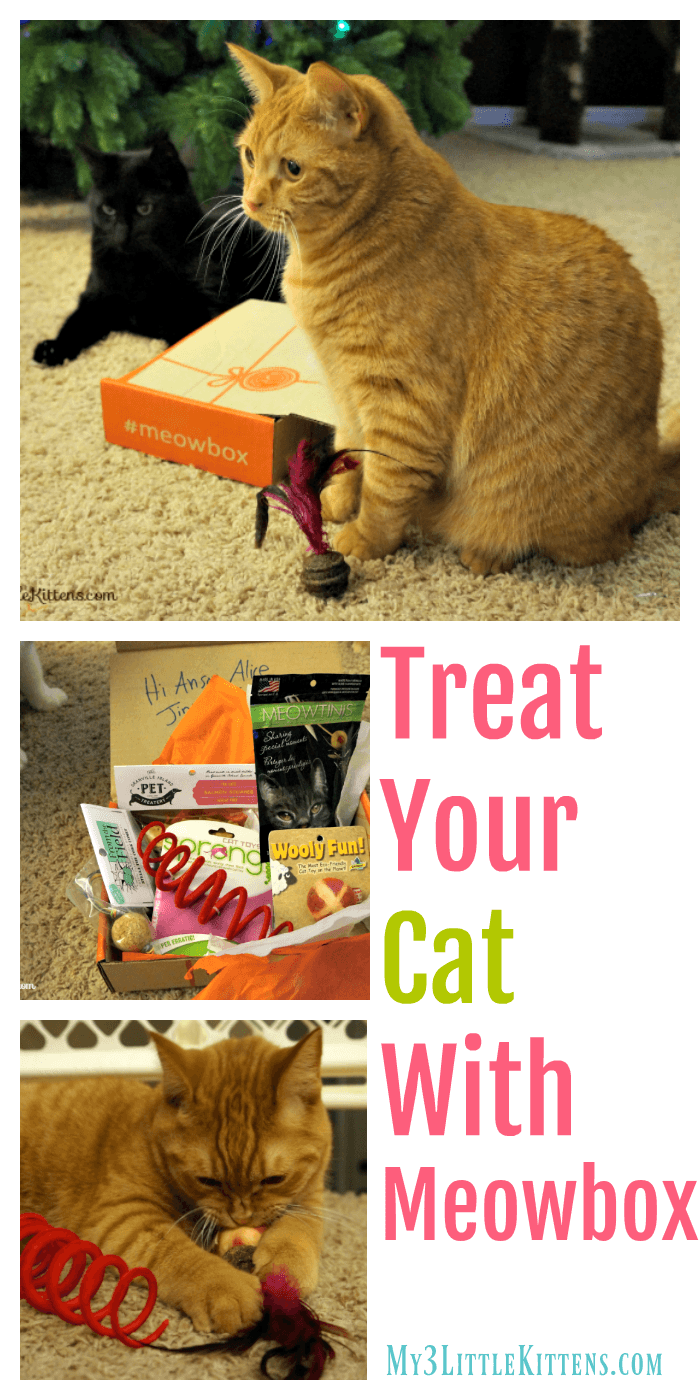 Treat Your Cat With Meowbox. You and Your Cat Will Love It!