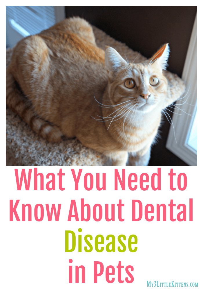 What You Need to Know About Dental Disease in Pets - Cats and Dogs