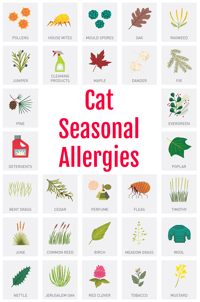 Know the Facts about Cat Seasonal Allergies. Keep Kitty Healthy and Happy!
