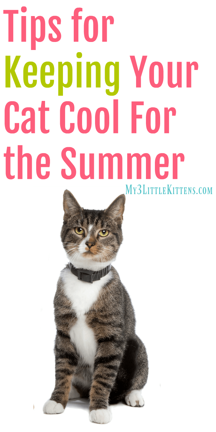 Tips for Keeping Your Cat Cool for the Summer. These beat the heat ideas are great for both indoor and outdoor kitty cats!