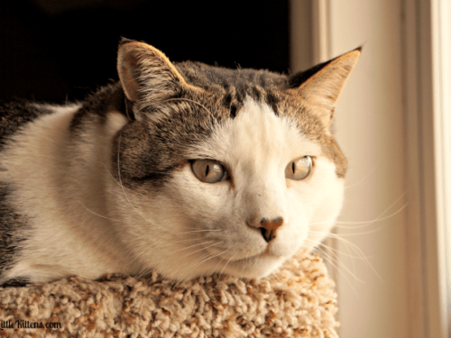 All About Cat Dandruff. It is more common than most cat owners know!