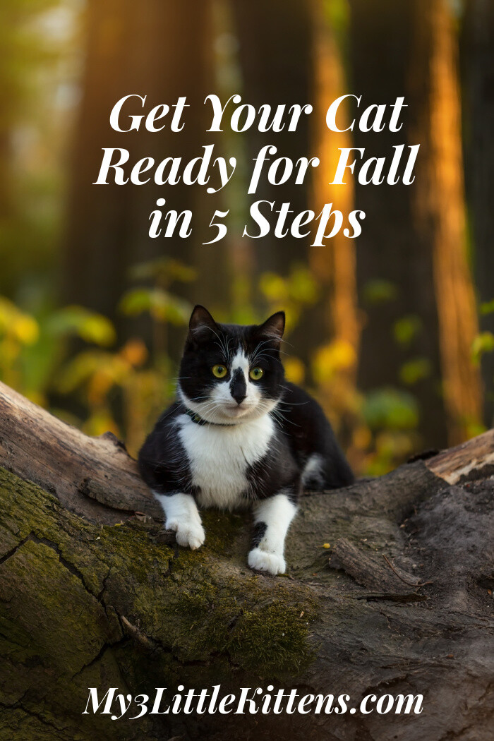 Get Your Cat Ready for Fall in 5 Steps