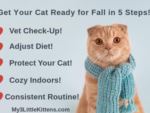 Get Your Cat Ready for Fall in 5 Steps