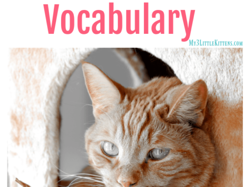 15 Words to Catify your vocabulary! Your cat will thank you for using all these purrfect ideas!