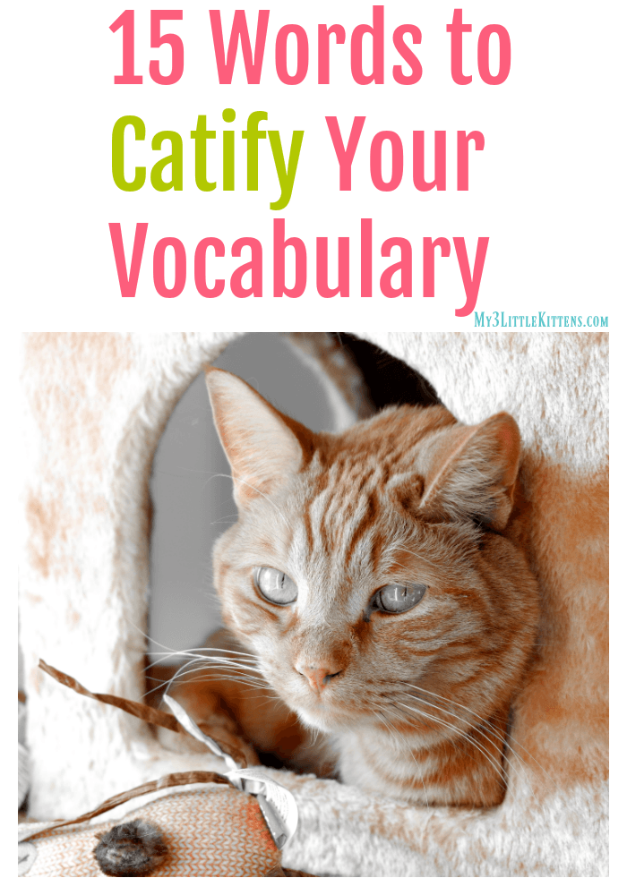 15 Words to Catify your vocabulary! Your cat will thank you for using all these purrfect ideas!