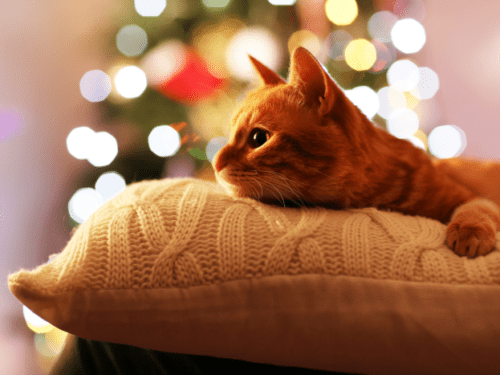 Treat Your Pet This Holiday! Your kitty cat will love the Christmas Tree, Elf on the Shelf and More!