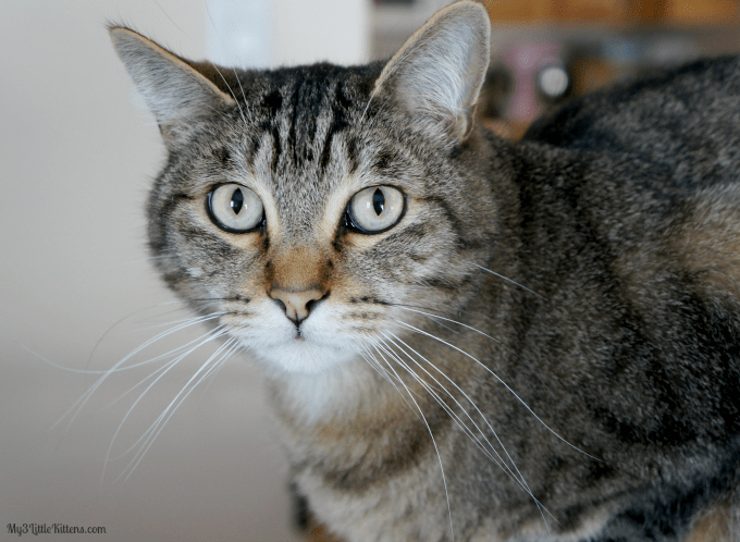 Periodontal disease in cats 2