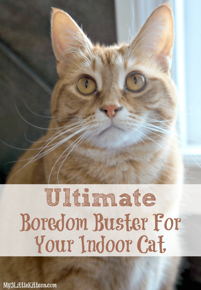 Ultimate Boredom Buster For Your Indoor Cat