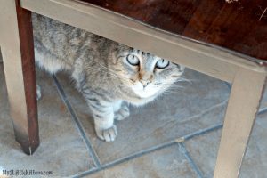 jelly cat jobs