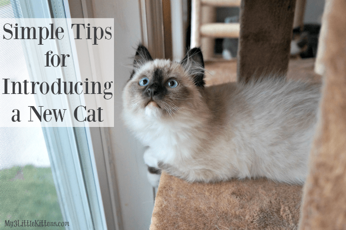 Simple Tips for Introducing a new cat