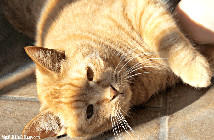 Quick Guide to Indoor and Outdoor Cat Care