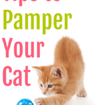 These Tips to Pamper Your Cat will keep your kitty active and healthy!