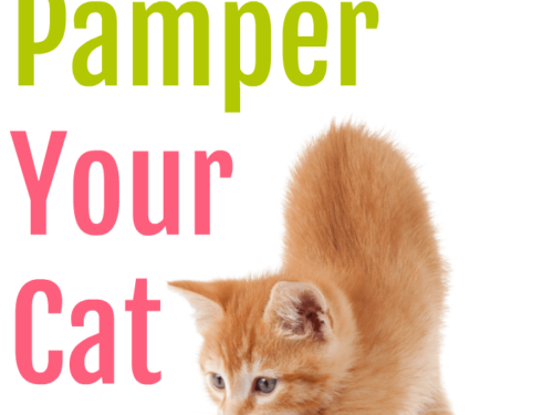 These Tips to Pamper Your Cat will keep your kitty active and healthy!