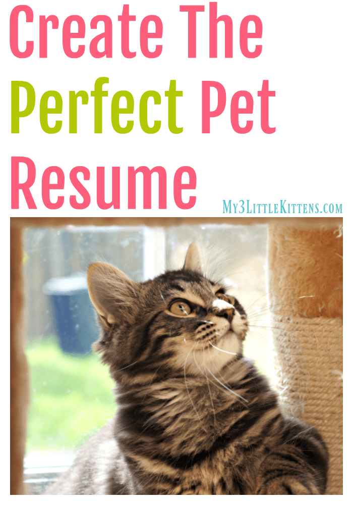 Create the Perfect Pet Resume. Your Kitty Cat Will Thank You for the Easy Idea!