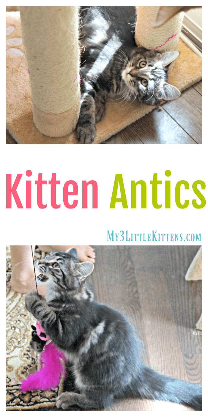 Just try and resist these adorable kitten antics. Because kitty cats of every age love to play!