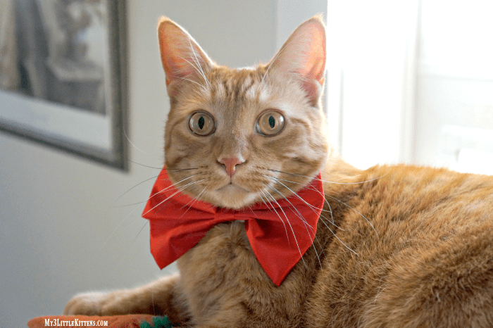 Adorable Cats in Bow Ties
