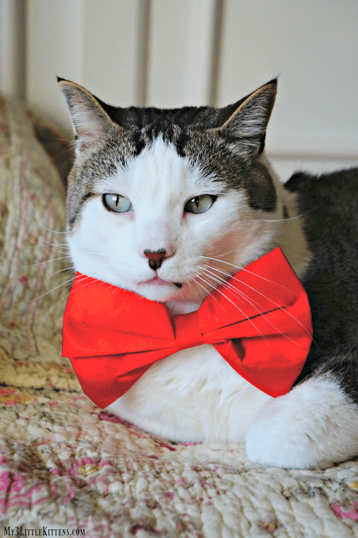 adorable cats in bow ties 2