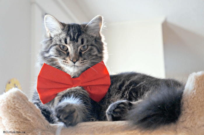 These adorable cats in bow ties will have you grinning from ear to ear.