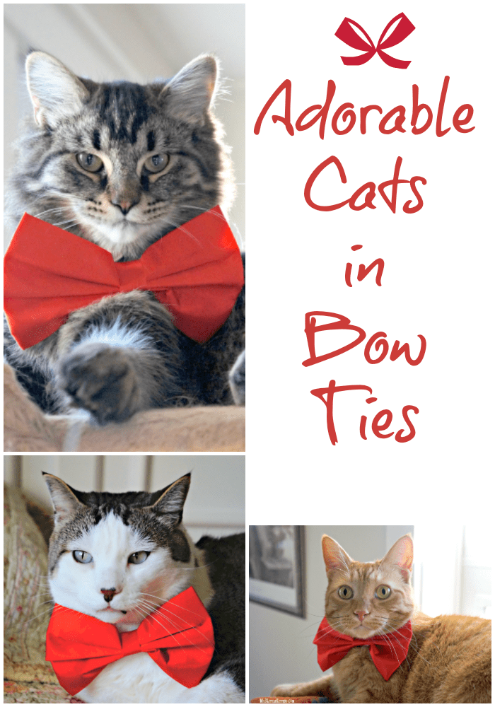 These Adorable Cats in Bow Ties Will Steal Your Heart. Kitty Cat Handsome!