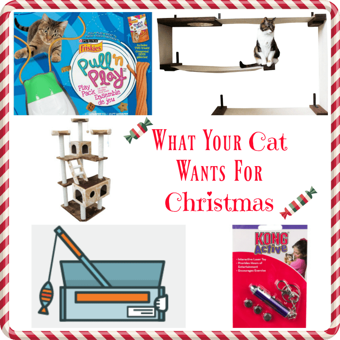 What Your Cat Wants for Christmas