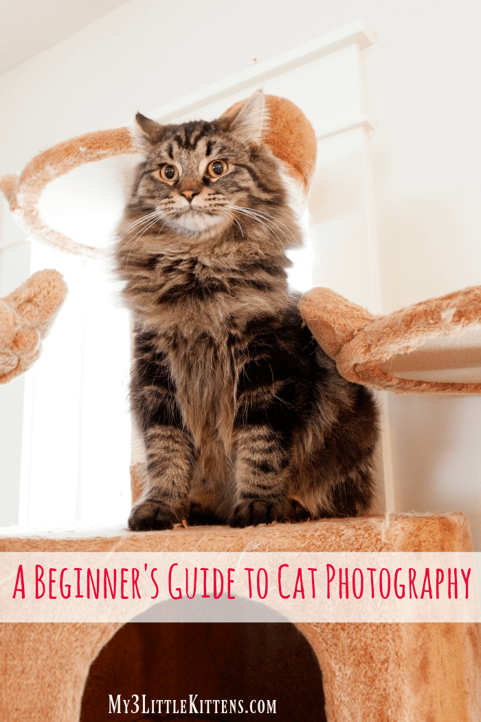 A Beginner's Guide to cat photography for photographers of all ages and skill levels!