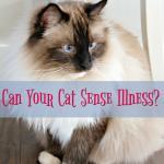 5 Crucial Stages of Grief Over The Loss of a Cat - My 3 Little Kittens