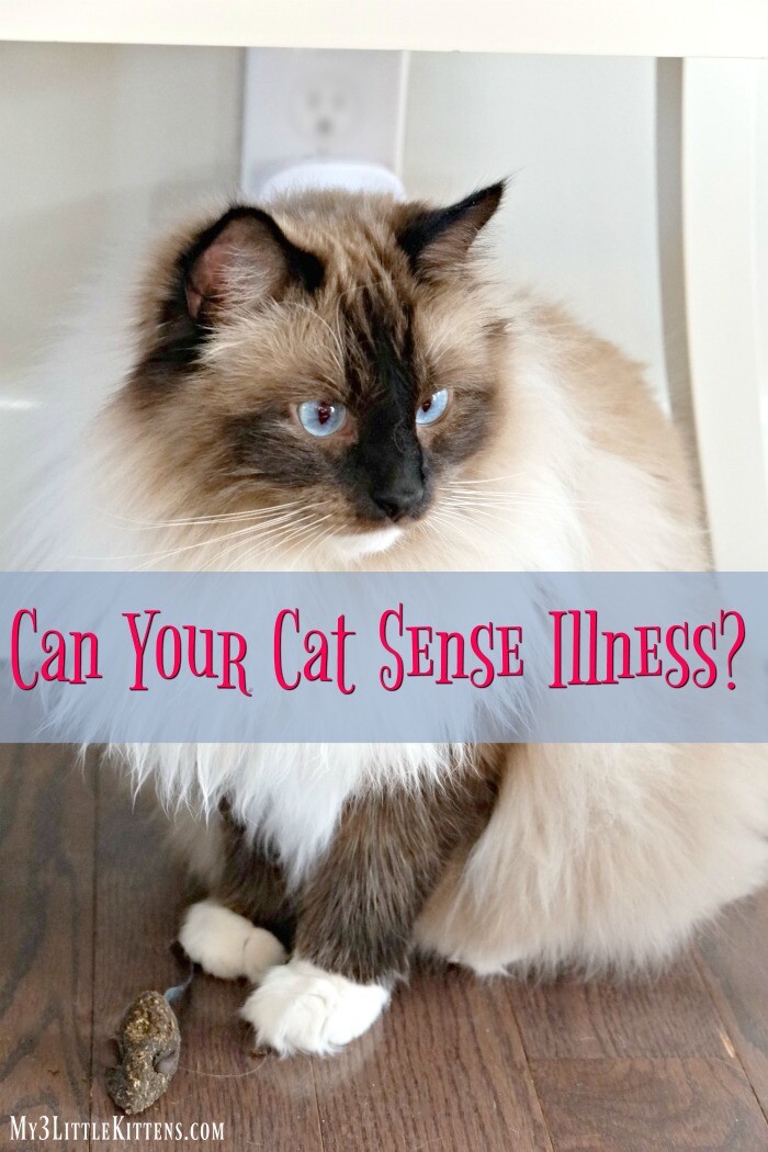 Ever Find Yourself Wondering if Your Cat Can Sense Illness? We ask the question!