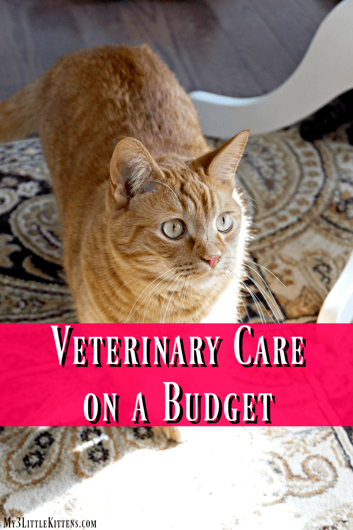 Veterinary Care on a Budget doesn't have to be complicated!