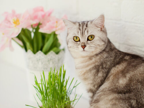 Ways to Keep Your House Fresh Even With a Cat! Create and maintain a clean, odor-free and welcoming home!