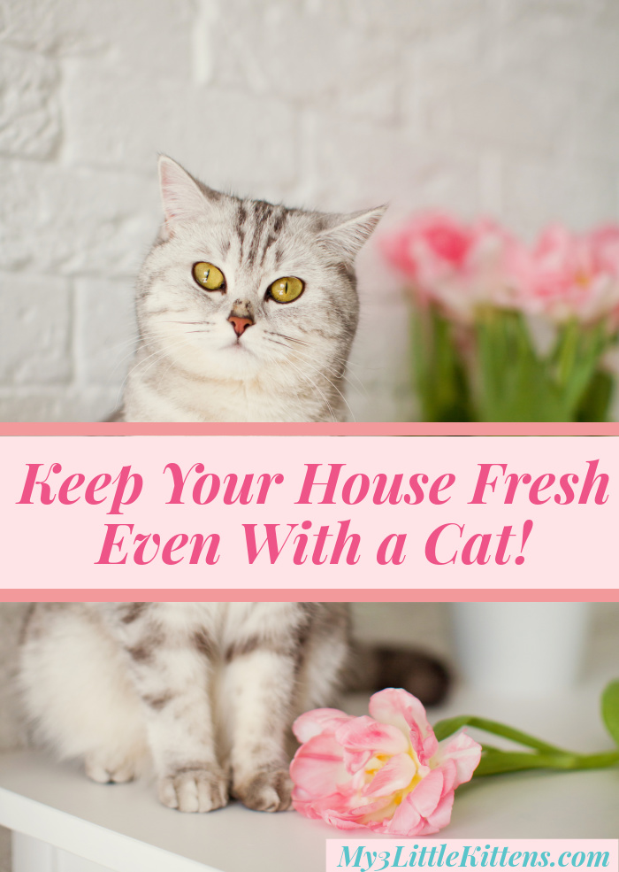 Ways to Keep Your House Fresh Even With a Cat! Create a clean, odor-free and welcoming home!