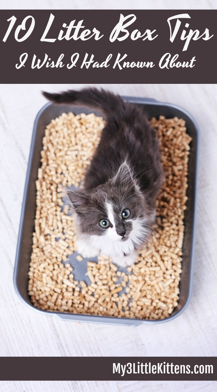 Litter box tips shop for multiple cats