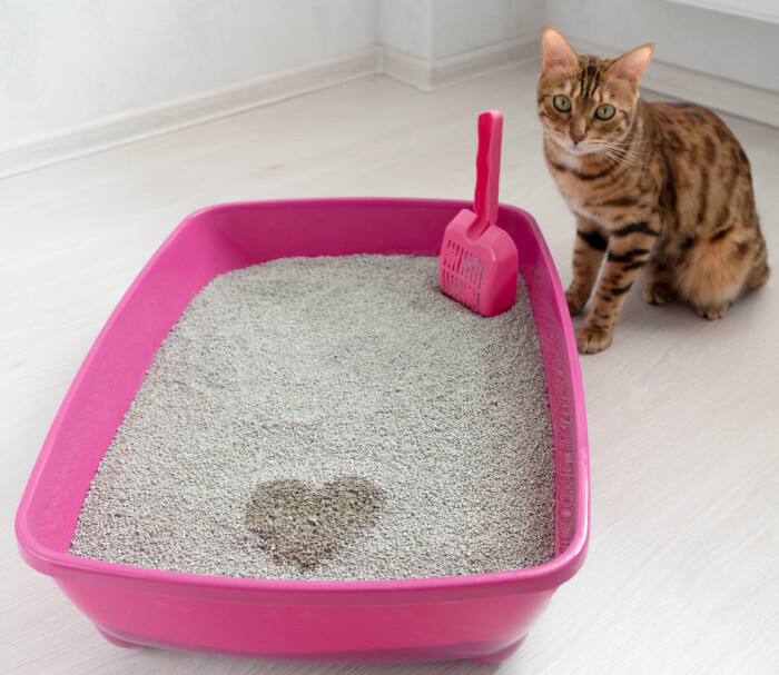 17+ Litter Box Cleaning Hacks