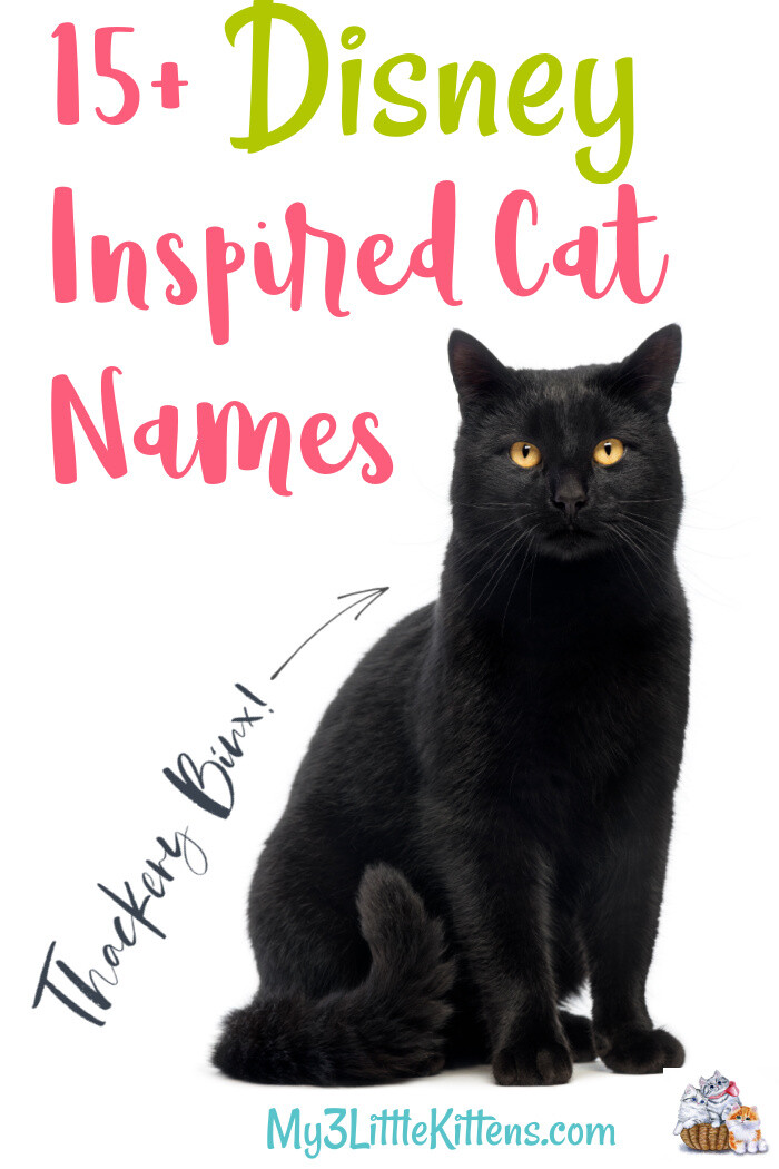Perfect Disney Inspired Cat Names - My 3 Little Kittens