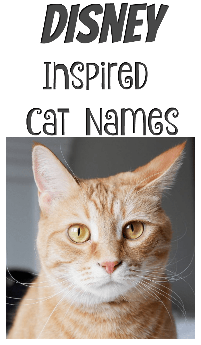 Perfect Disney Inspired Cat Names - My 3 Little Kittens