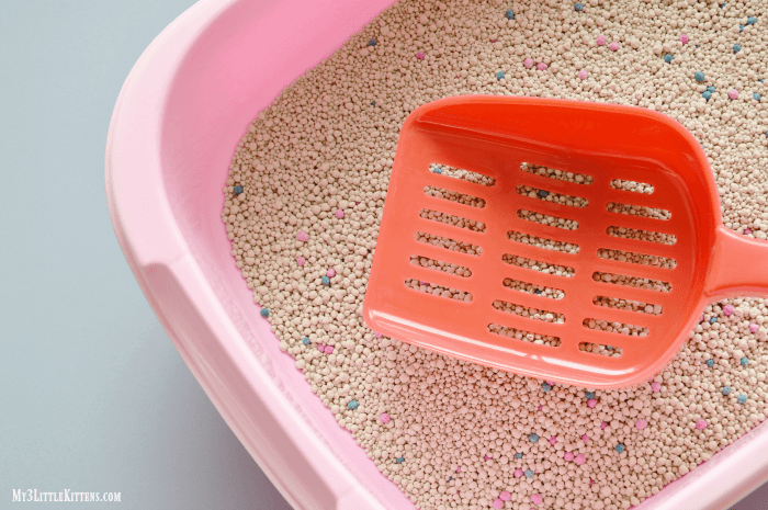 Top 10 Things You Should Know About Your Kitty's Litter Box