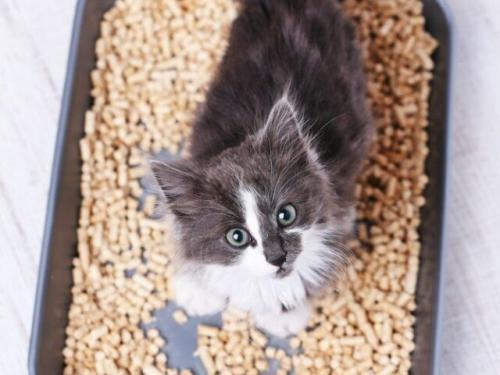 10 Litter Box Tips I Wish I Had Known About! Your cat will thank you!