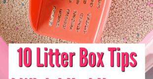 10 Litter Box Tips I Wish I Had Known About! Your cat will thank you!