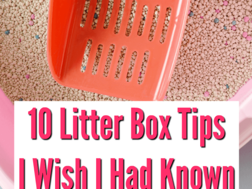 10 Litter Box Tips I Wish I Had Known About! Your cat will thank you!