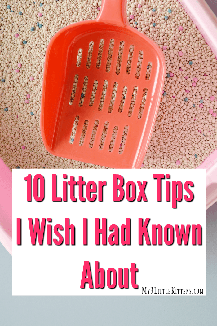 Top 10 Things You Should Know About Your Kitty's Litter Box