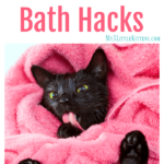 5 DIY Cat Bath Hacks. The How To Behind Giving Your Cat a Bath!