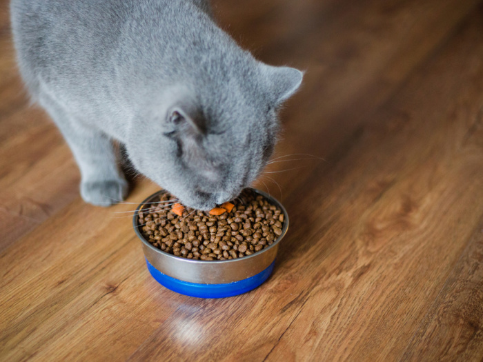 These 10 Warning Signs Your Cat May Be Sick are a must-read for any pet owner!