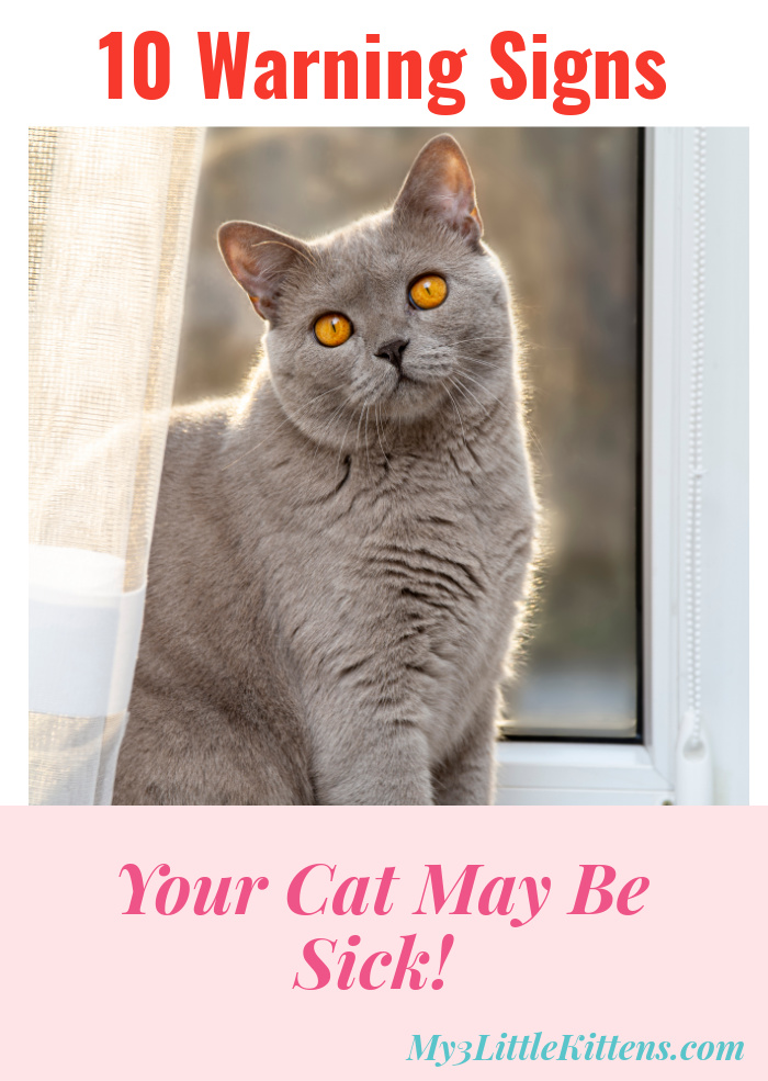 10 Warning Signs Your Cat May Be Sick - My 3 Little Kittens